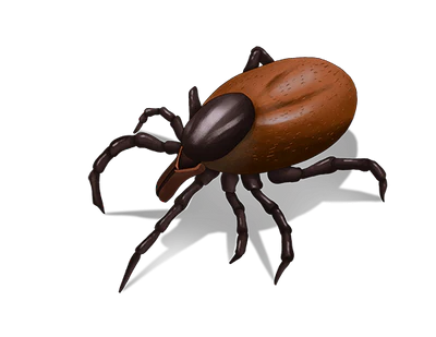 Ticks