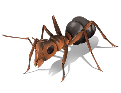 Ants