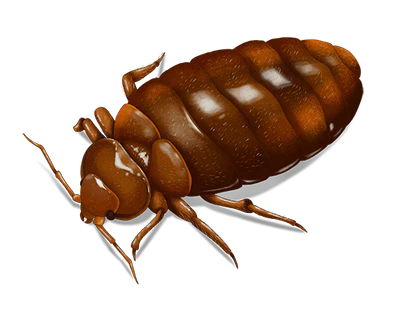 Bed Bugs