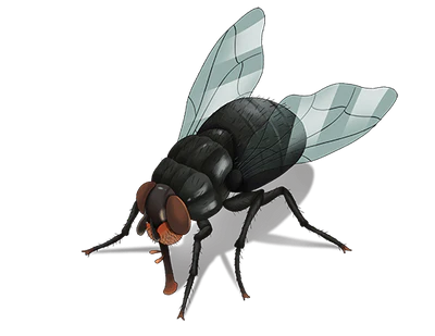 Flies
