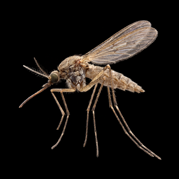 Mosquitos