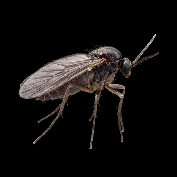 Gnats