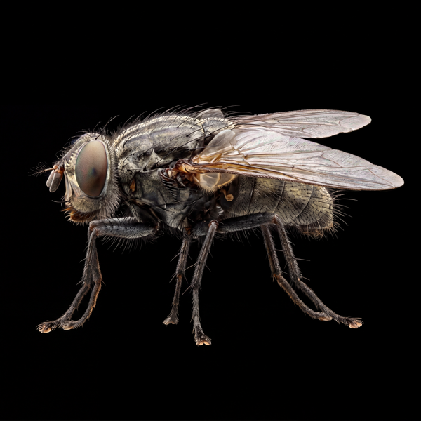 Flies